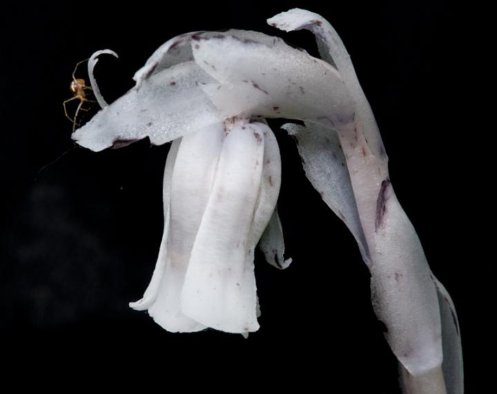 Monotropa uniflora, Indian Pipe.jpg